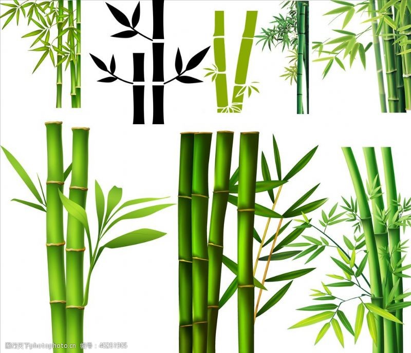 富贵竹素材竹图片
