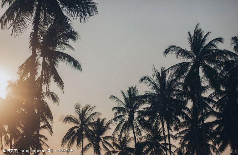 四季风景棕榈树图片
