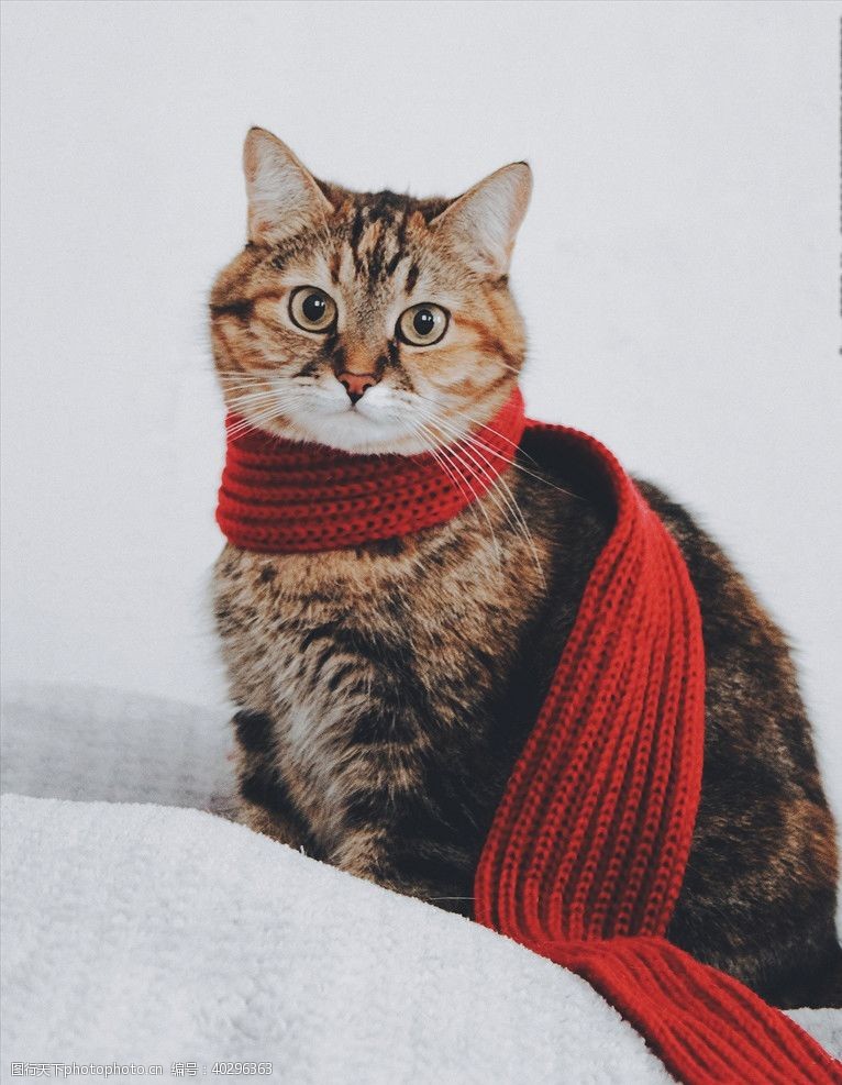 动物代红围巾的猫图片