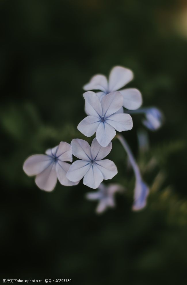 鲜花绿草花卉图片