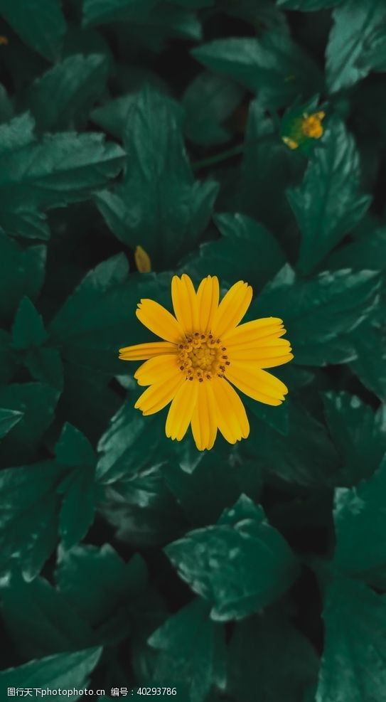 色彩斑斓花卉图片