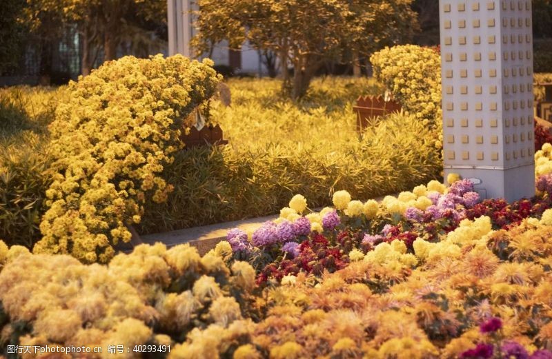 风景武汉沙湖公园菊展图片